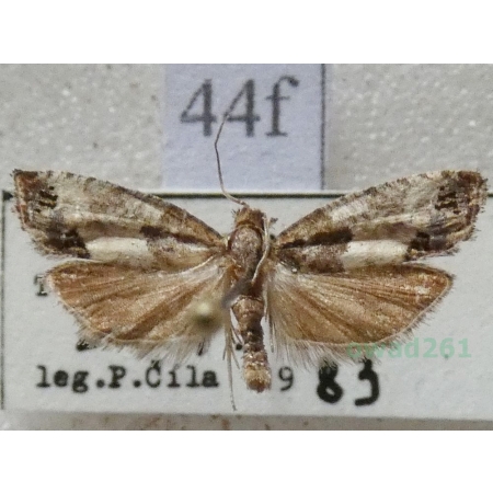 Spilonota ocellana (Denis & Schiffermüller, 1775) Wydłubka oczateczka Czech44f